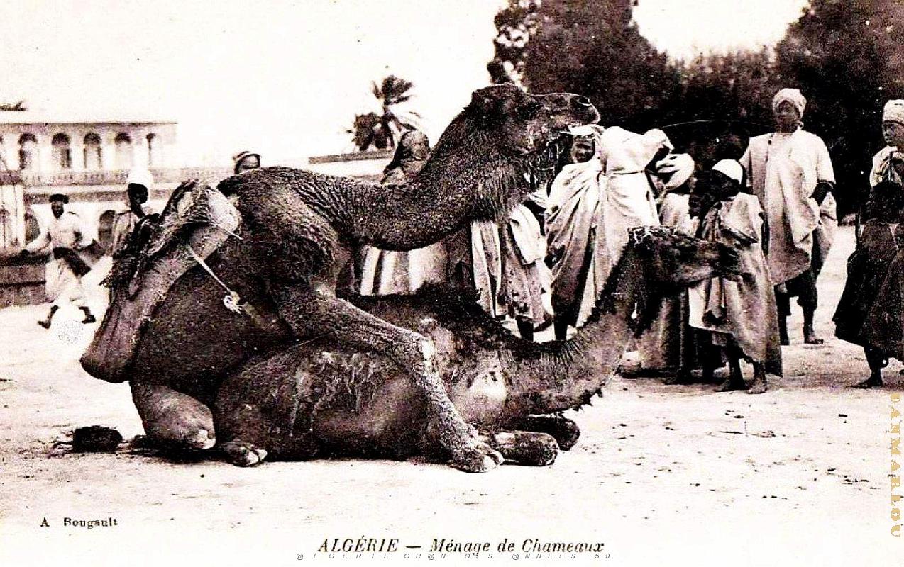 Algerie - Menage de Chameaux.jpg